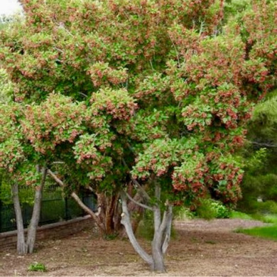 Клен татарський (контейнер С1,5)