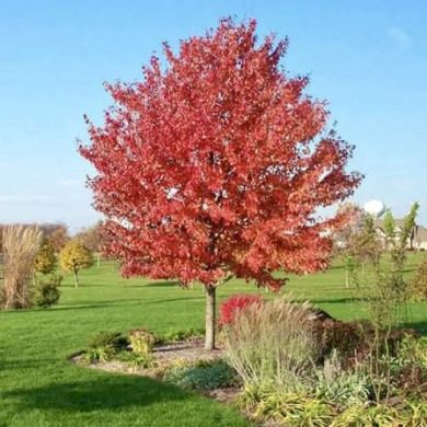 Клен татарський (контейнер С1,5)