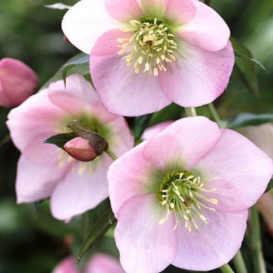 Морозник Pretty Ellen Pink" (закрытый корень)
