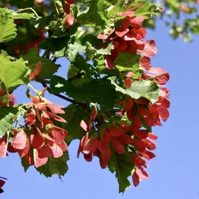 Клен татарський (контейнер С1,5)