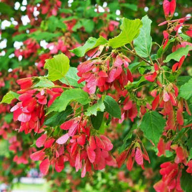 Клен татарський (контейнер С1,5)