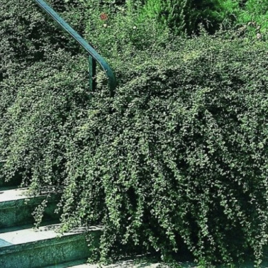 Кизильник "Даммера Ейхольц" Eichholz (закритий корінь С2)
