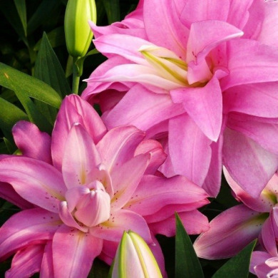 Лилия ориентальная "Lotus Breeze"