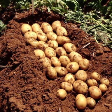 Насіннєва рання картопля "Актріс" (1 репродукція, столового призначення) 1кг 
