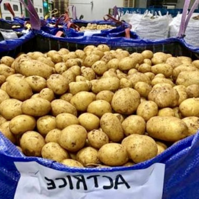 Насіннєва рання картопля "Актріс" (1 репродукція, столового призначення) 1кг 