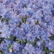 Рододендрон "Arctic Blue" (закрытый корень Р9)