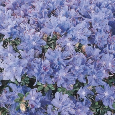 Рододендрон "Arctic Blue" (закрытый корень Р9)