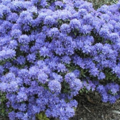 Рододендрон "Arctic Blue" (закрытый корень Р9)