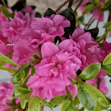 Азалія "Розінетта" Rosinetta (закритий корінь С1)