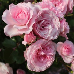 Троянда флорибунда "Розера дю Шатле" Roseraie du Chatelet
