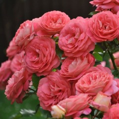 Троянда флорибунда "Саммерсон" Sommersonne