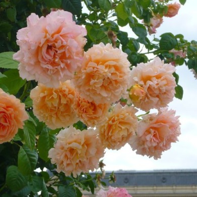 Роза плетистая "Полька 91" Polka 91 Роза плетистая "Полька 91" Polka 91