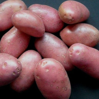 Семенной ранний картофель "Белла Росса" (1 репродукция, для варки) 1кг 