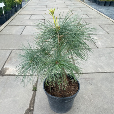 Сосна Веймутова Pinus strobus (контейнер С3)