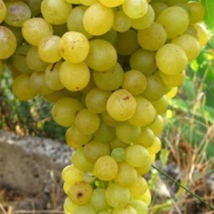 Виноград винный "Сухолиманский белый"