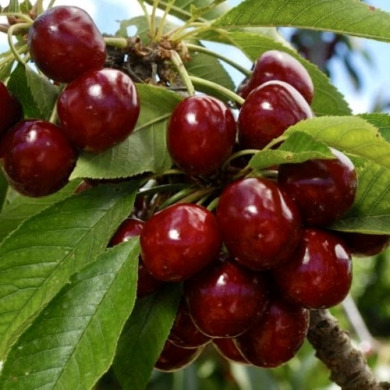 Черешня "Канадский Гигант"