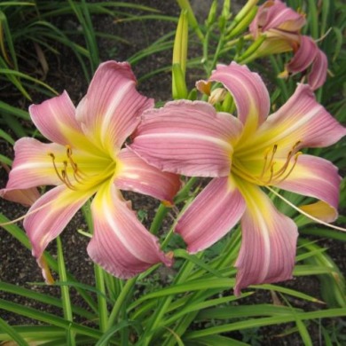 Лілійник "Orchid Corsage" 1шт