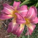 Лілійник "Orchid Corsage" 1шт