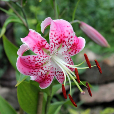 Лилия тигровая свисающая " Speciosum Rubrum" 1шт