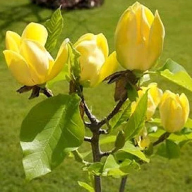 Магнолия "Йеллоу Берд" Yellow Bird (закрытый корень)