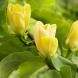Магнолия "Йеллоу Берд" Yellow Bird (закрытый корень)