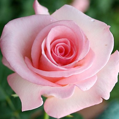 Роза чайно-гибридная "Фламинго"