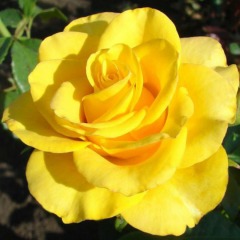 Троянда чайно-гібридна "Керіо" Kerio