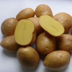 Насіннєва рання картопля "Коломбо" (1 репродукція, сорт столового призначення) 1кг