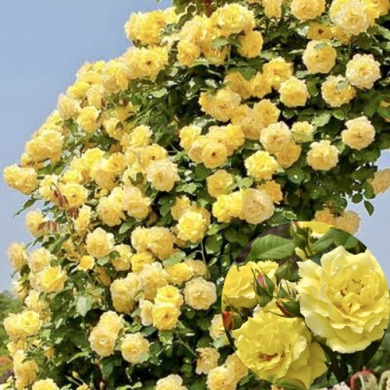 Роза плетистая "Консуэлла" Konsuella Роза плетистая "Консуэлла" Konsuella