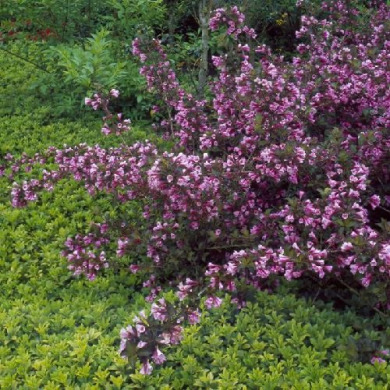 Вейгела цветущая "Фолис Пурпуреа" Foliis Purpureis (закрытый корень С3)