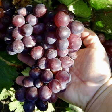 Виноград столовый "Летний сюрприз"