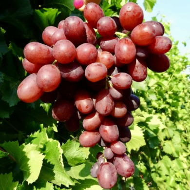 Виноград столовый "Искра"