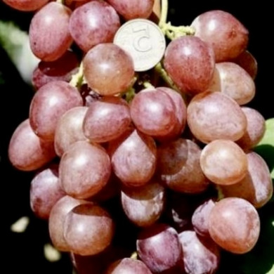 Виноград столовый "Искра"