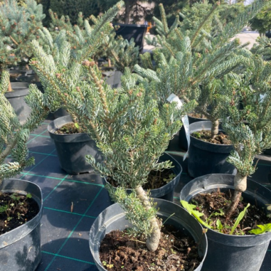 Пихта корейская "Сильберлок Abies koreana" Silberlocke (контейнер С5)