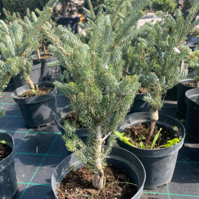 Пихта корейская "Сильберлок Abies koreana" Silberlocke (контейнер С5)