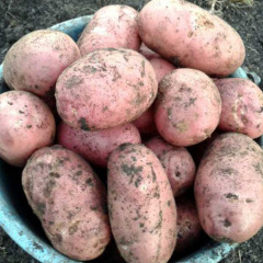 Насіннєва середньопізня картопля "Рудольф" (1 репродукція, столового призначення) 1кг