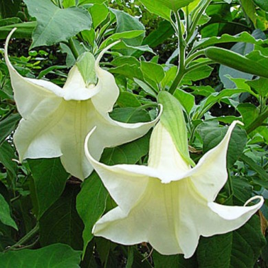 Бругмансия "Angel white" (белый) 