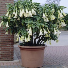 Бругмансия "Angel white" (белый) 