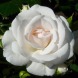 Троянда флорибунда "Аспірин" (Aspirin Rose)