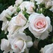 Троянда флорибунда "Аспірин" (Aspirin Rose)