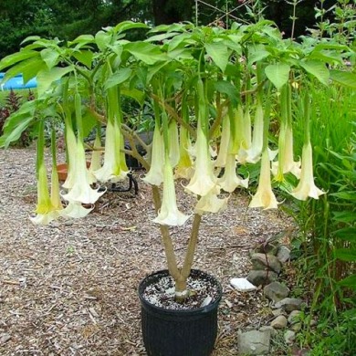 Бругмансия "white" (белая) Бругмансия "white" (белая)