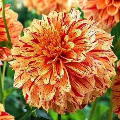 Георгина "Gloriosa" (декоративная)