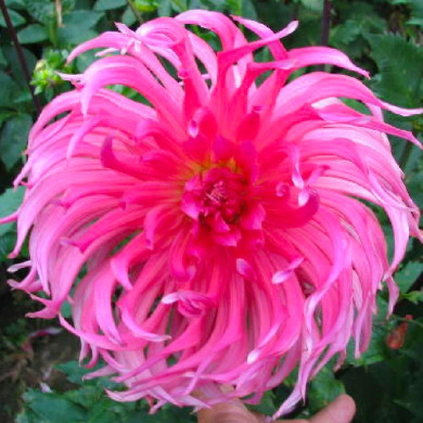 Жоржина "Sarah Mae" (рожева, кактус)