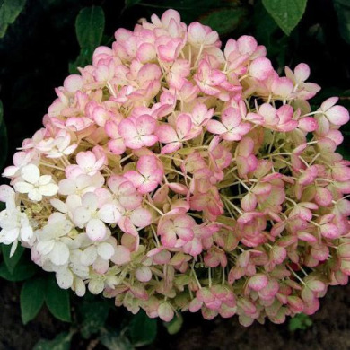 Гортензія волотиста "Бобо" Bobo (закритий корінь Р9) Гортензія волотиста "Бобо" Bobo (закритий корінь Р9)