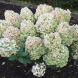 Гортензія волотиста "Бобо" Bobo (закритий корінь Р9)
