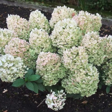 Гортензія волотиста "Бобо" Bobo (закритий корінь Р9) Гортензія волотиста "Бобо" Bobo (закритий корінь Р9)