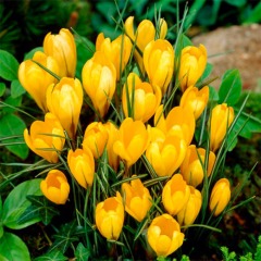 Крокус Крупноцветковый (размер 10+) "Yellow " 3шт