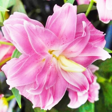 Лилия "Lotus Joy"