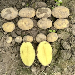 Насіннєва рання картопля "Мікадо" (1 репродукція, сорт столового призначення) 1кг 