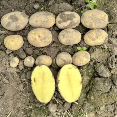 Насіннєва рання картопля "Мікадо" (1 репродукція, сорт столового призначення) 1кг Насіннєва рання картопля "Мікадо" (1 репродукція, сорт столового призначення) 1кг